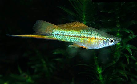 blue neon swordtail